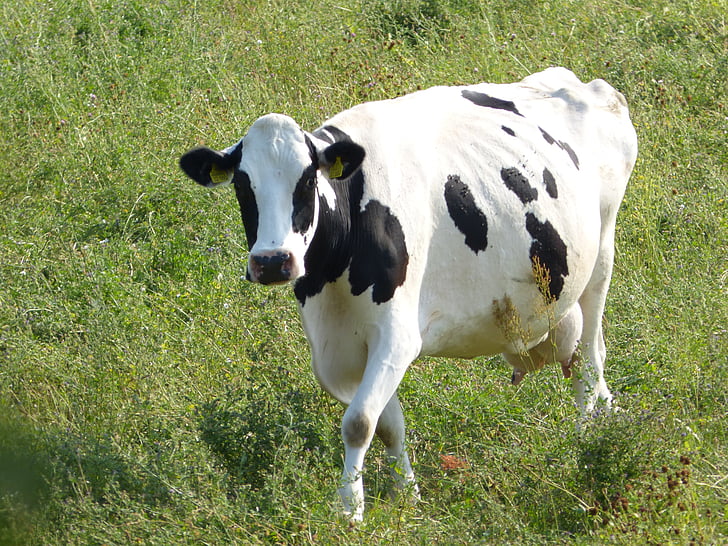 sapi, melihat, ditambal, ternak, hitam dan putih, pertanian, hewan