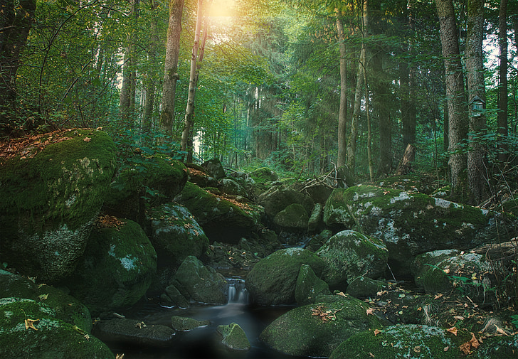 bach, sun, nature, water, forest, mood, trees