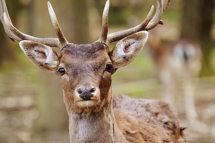 sauvage, Hirsch, poing de Wildpark, nature, jeunes-cerf, Red deer, transporteur de bois