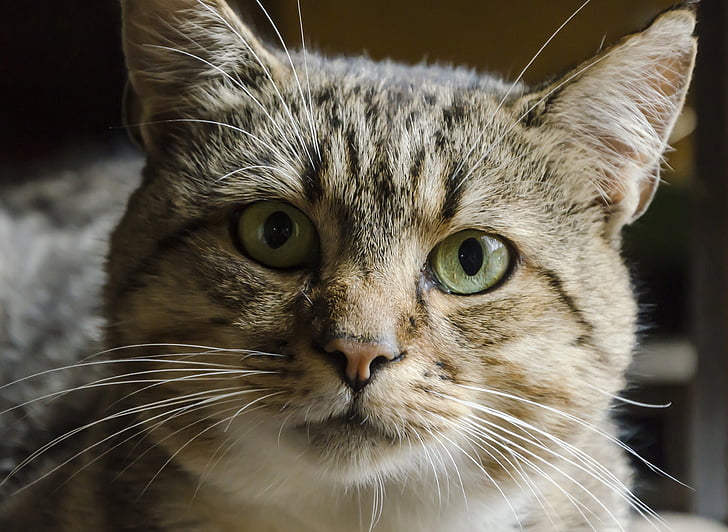 animal, cat, domestic Cat, pets, cute, looking, fur