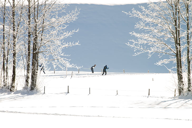 esqui cross country, Inverno, trilha, esqui cross-country, neve, paisagem, floresta de inverno