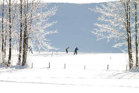 sci di fondo, inverno, sentiero, sci di fondo, neve, paesaggio, foresta di inverno
