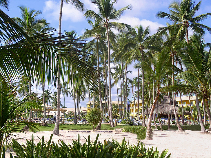 Dominikai Köztársaság, pálmafák, Karib-szigetek, Holiday, meleg, Dream nyaralás