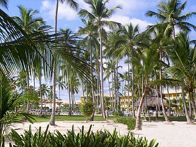 Dominikánská republika, Palmové stromy, Karibská oblast, svátek, teplý, vysněná dovolená