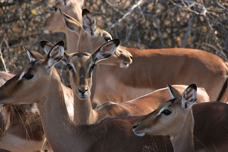 Impala, Jihoafrická republika, Krugerův národní park