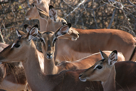 impala, south africa, kruger national park