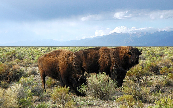 buffaloe, động vật hoang dã, động vật, động vật có vú, đồng cỏ, cỏ, cây xanh