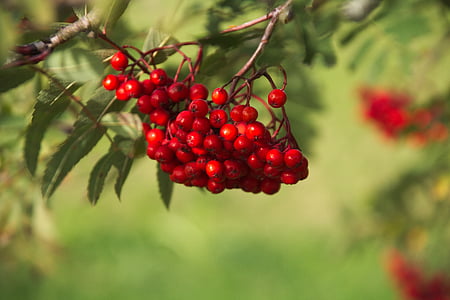 rowan, berry, tree, plant, nature, leaf, red