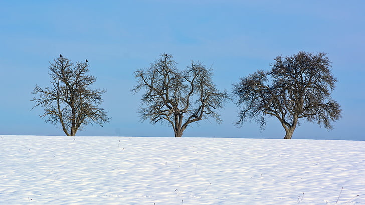 winter, snow, tree, single, silhouette, nature, sky