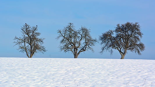 hiver, neige, arbre, unique, silhouette, nature, Sky