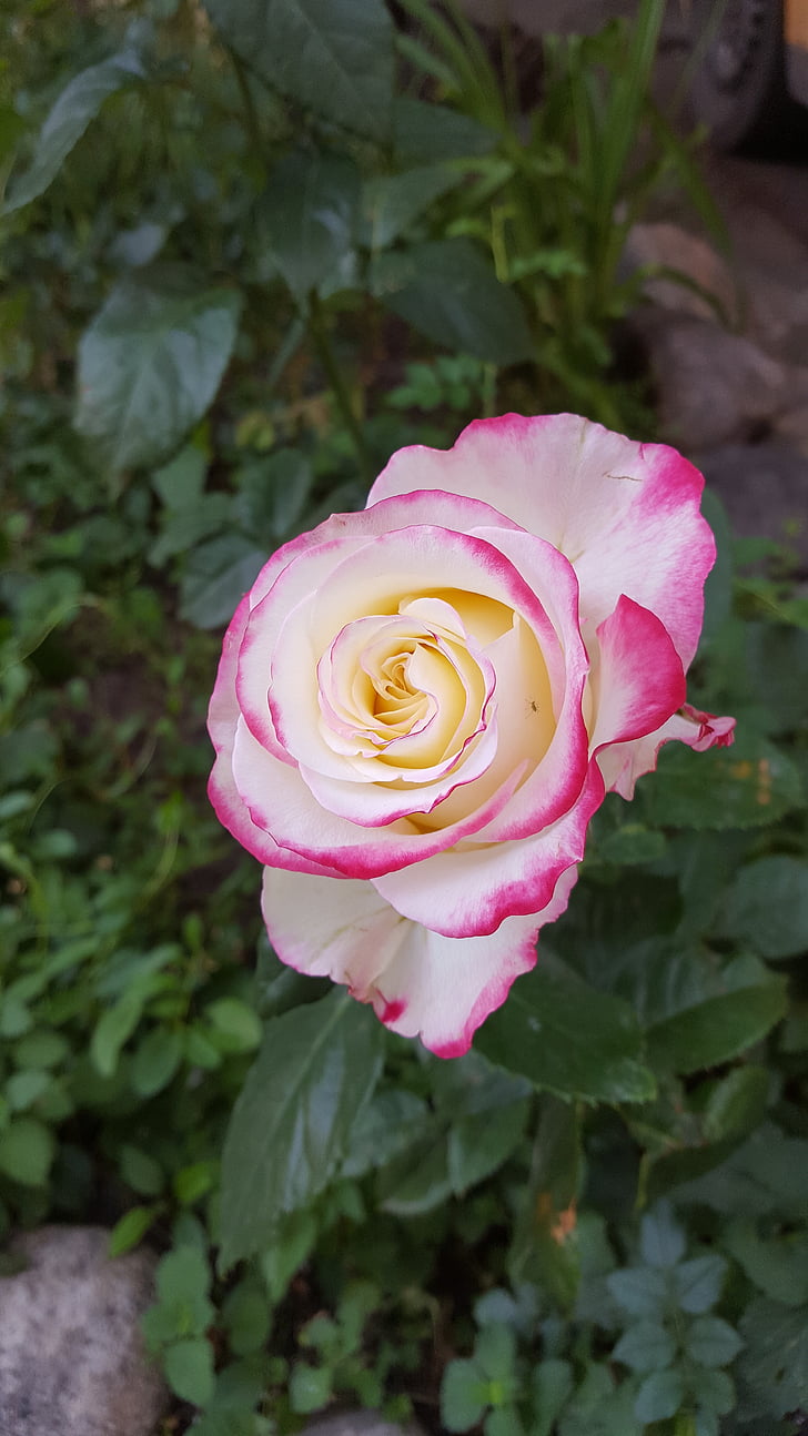Hoa hồng, Sân vườn, Hoa