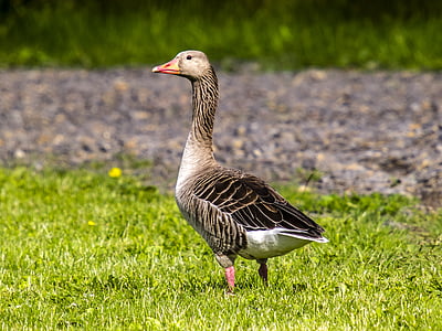 goose, greylag goose, bird, water bird, nature, animal, grass