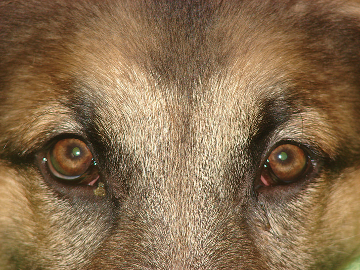 dog, eyes, german shepherd, animal, pet, canine, purebred
