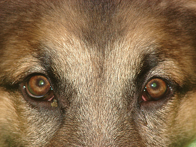 dog, eyes, german shepherd, animal, pet, canine, purebred