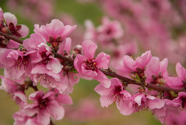 peach, fruit tree, flowering, pink flowers, pink color, flower, no people