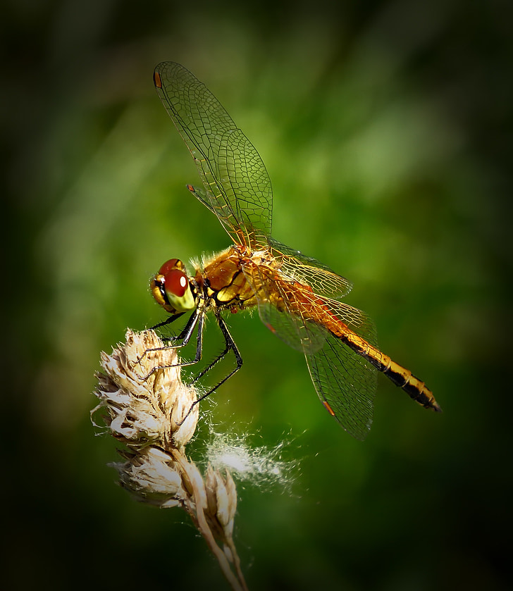 Dragonfly, hmyz, detail, makro, Příroda, mimo, léto