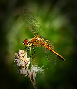 Dragonfly, insekt, närbild, makro, naturen, utanför, sommar