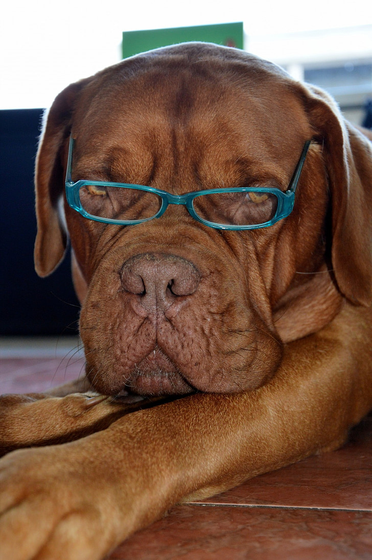 dog, pet, fashion, glasses, cute, canine, domestic
