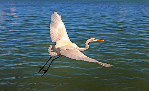 flying, bird, great egret, nature, wild, waterfowl, water