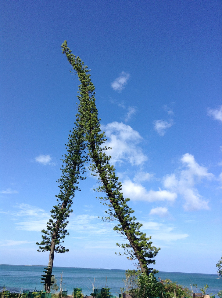 Pine, Sky, ön, träd, Nya Kaledonien, Poe