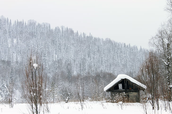 huis, schuur, hut, bos, landschap, bomen, winter