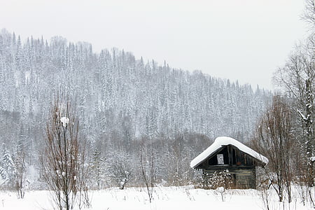 Casa, hambar, colibă, pădure, peisaj, copaci, iarna
