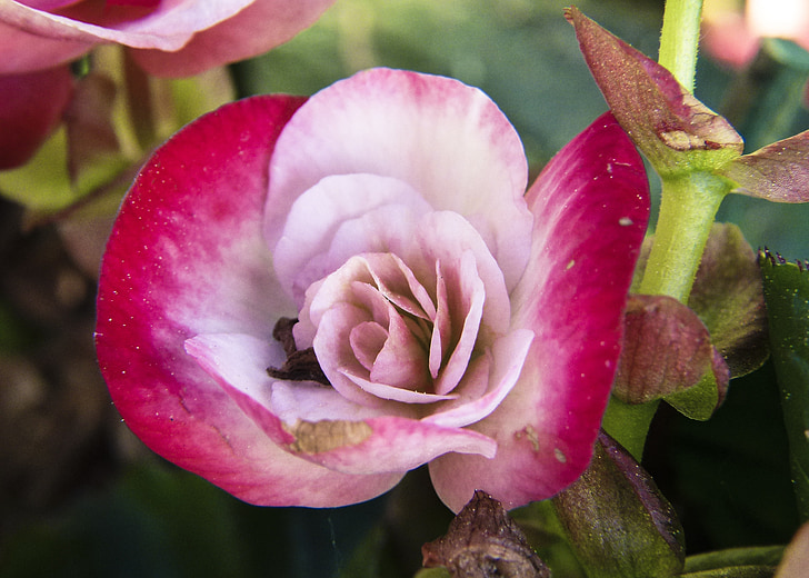 Begonia, floare, roz, ceară ca, parfumat, cap de flori, înflorit