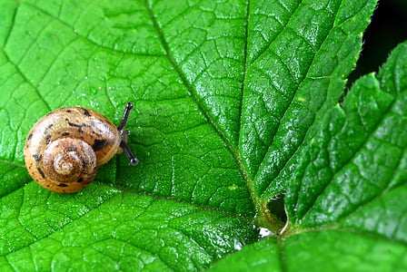snail, nature, leaf, abstract, wipes, slimy, animal