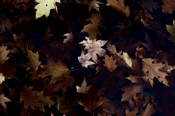 снимка, Грийн, листа, растителна, през деня, Есен, Есен