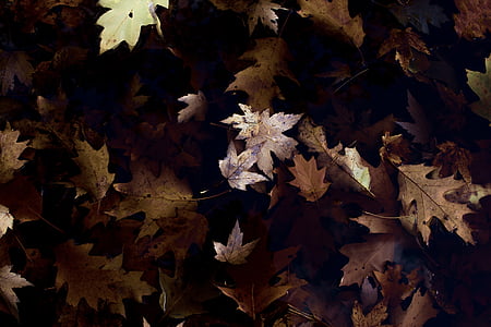 Foto, grøn, blad, plante, dagtimerne, falder, efterår