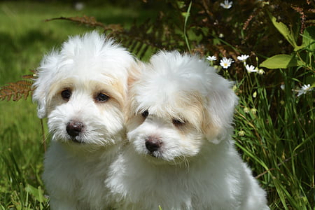 cadells, gossos, blanc, petit, animal, pelatge, animal domèstic