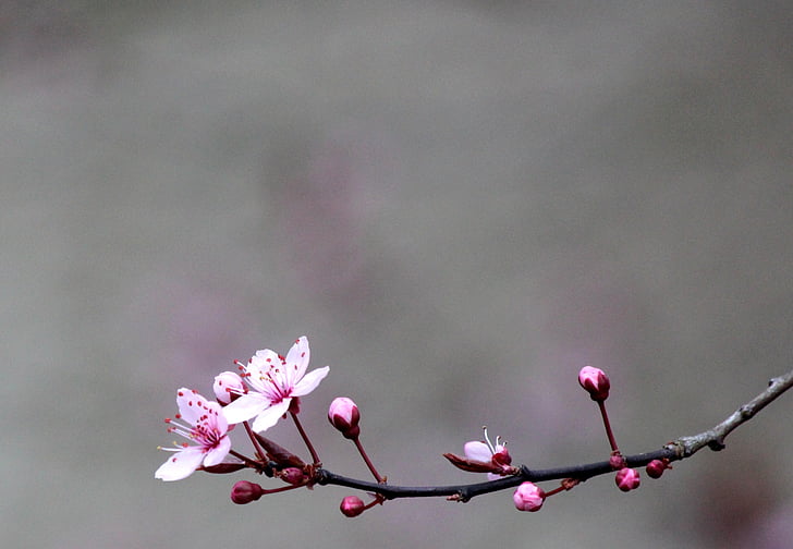 Cherry, Blossom, mekar, pohon, merah, Sakura, blossom putih