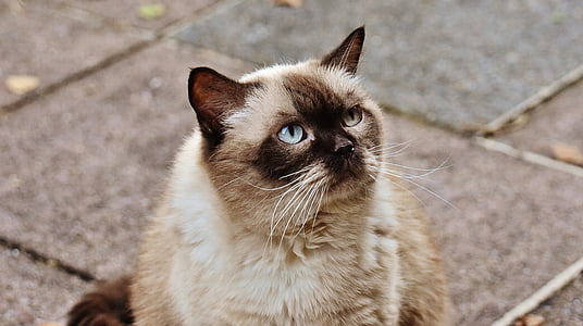 mačka, Britanska kratkodlaka mačka, mieze, modre oči, angleški čistokrven konj, Dragi, ljubko