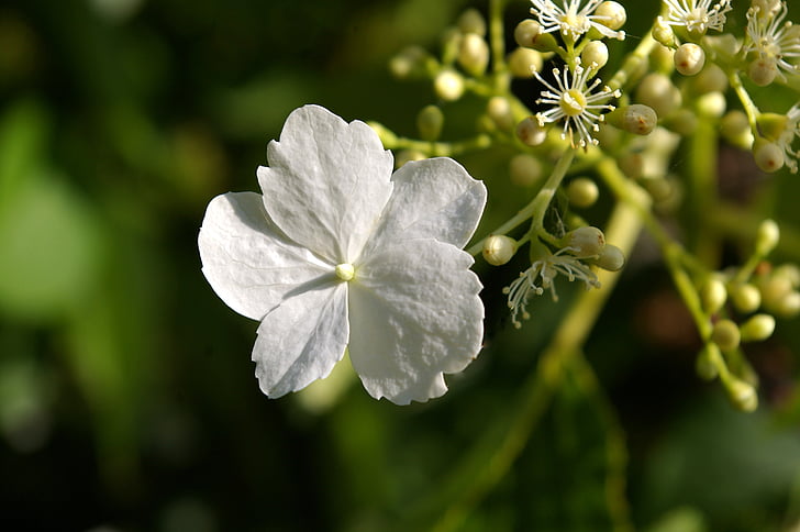 wspinaczka, Hortensja, kwiat, Bloom, biały kwiat, Przebudzenie, ogród