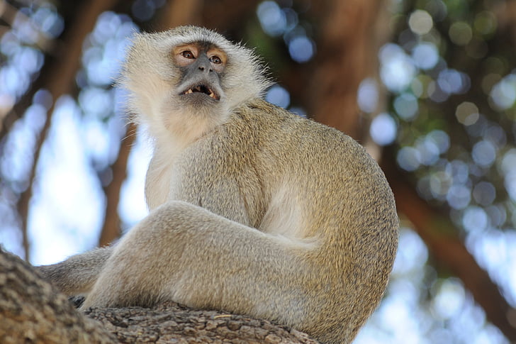 Botswana, Monkey, Zvedavosť, opice starého sveta