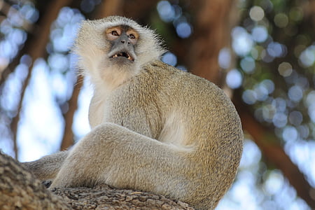 Botswana, mono, curiosidad, mono de viejo mundo