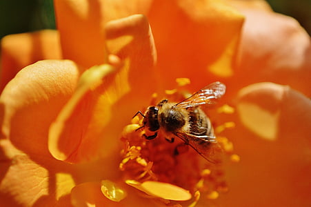 abelha, flor, levantou-se, laranja, amarelo, fechar, pólen