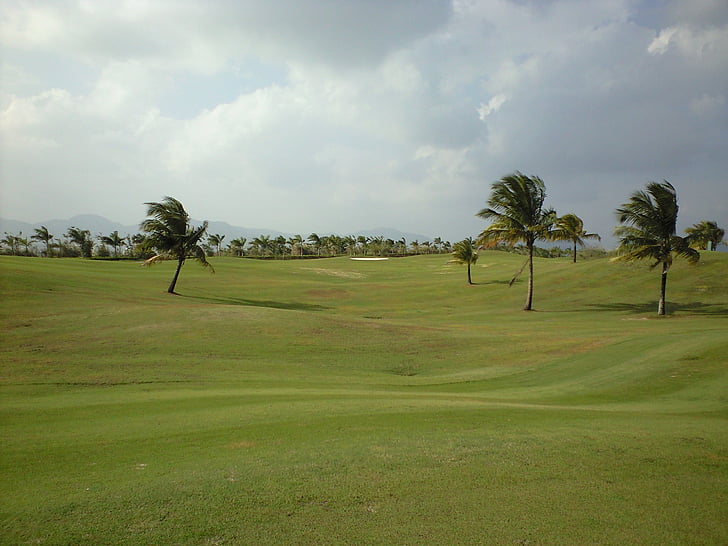 Plain, trä, landskap, Golf, träd, naturen, Golfbana