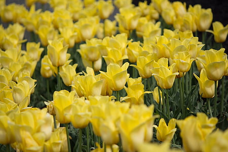 yellow, tulips, flower, nature, spring, floral, springtime
