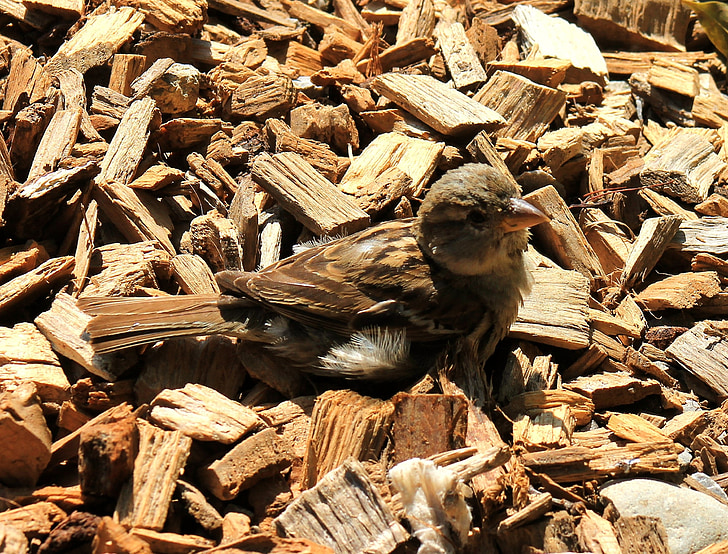 Sparrow, con chim, trẻ