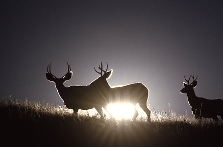 jelen, babek, stádo, volně žijící zvířata, Příroda, muži, siluety