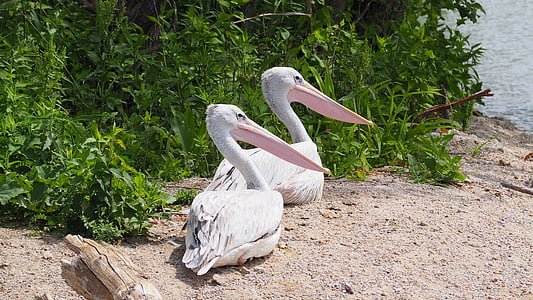 pelican, bird, water, island, nature, animal, wildlife