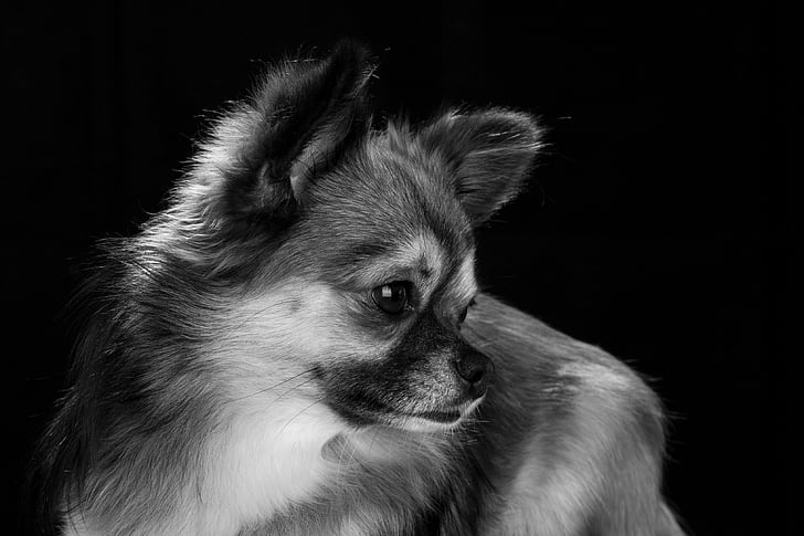 Chihuahua, hunden, liten, søt, kjæledyr, stående, chiwawa