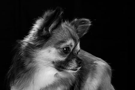 Chihuahua, hunden, liten, søt, kjæledyr, stående, chiwawa