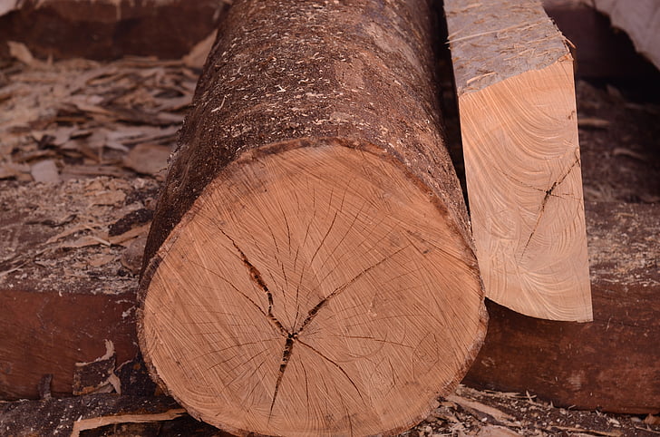 legno, legno naturale, silvicoltura, quercia, albero, legno duro, in legno