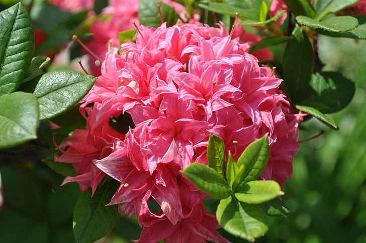 Rhododendron, rozā rhododendron, zieds, Bloom