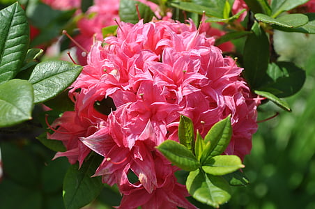 Rhododendron, Rosa rhododendron, Blüte, Bloom