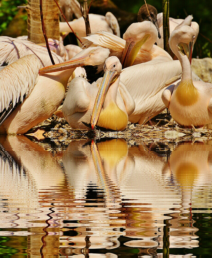 pelicans, birds, mirroring, water, bank, bill, animal