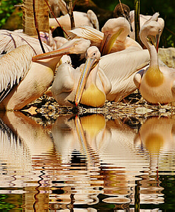 pelicans, birds, mirroring, water, bank, bill, animal