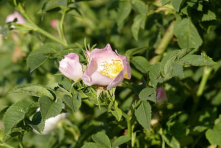 wilde rose, Blume, stieg, Busch, Zweig, Rosenbusch, Blüte